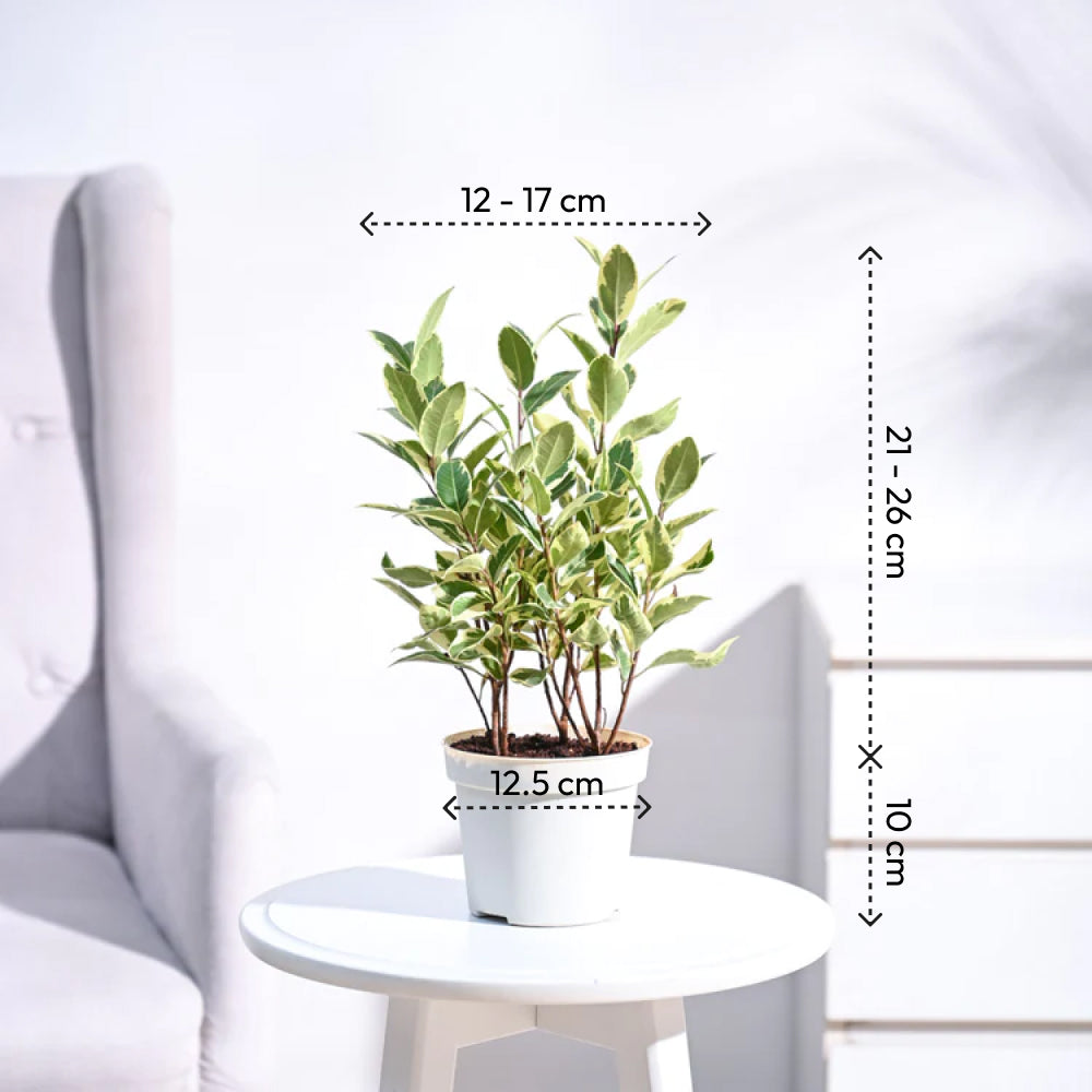 Krish12PlanterYellowNUPL0458KYL
