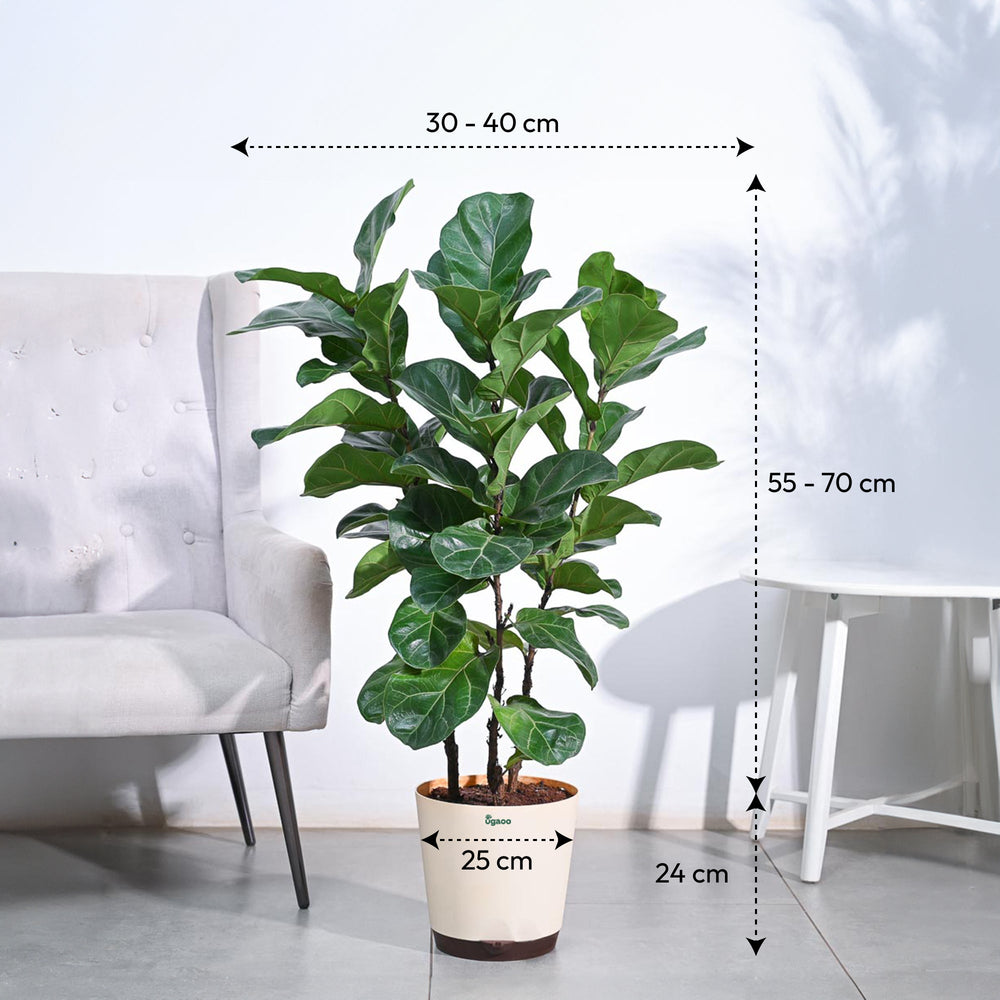 ficus lyrata indoor plant care Ficus Lyrata Bambino -XL – Ugaoo