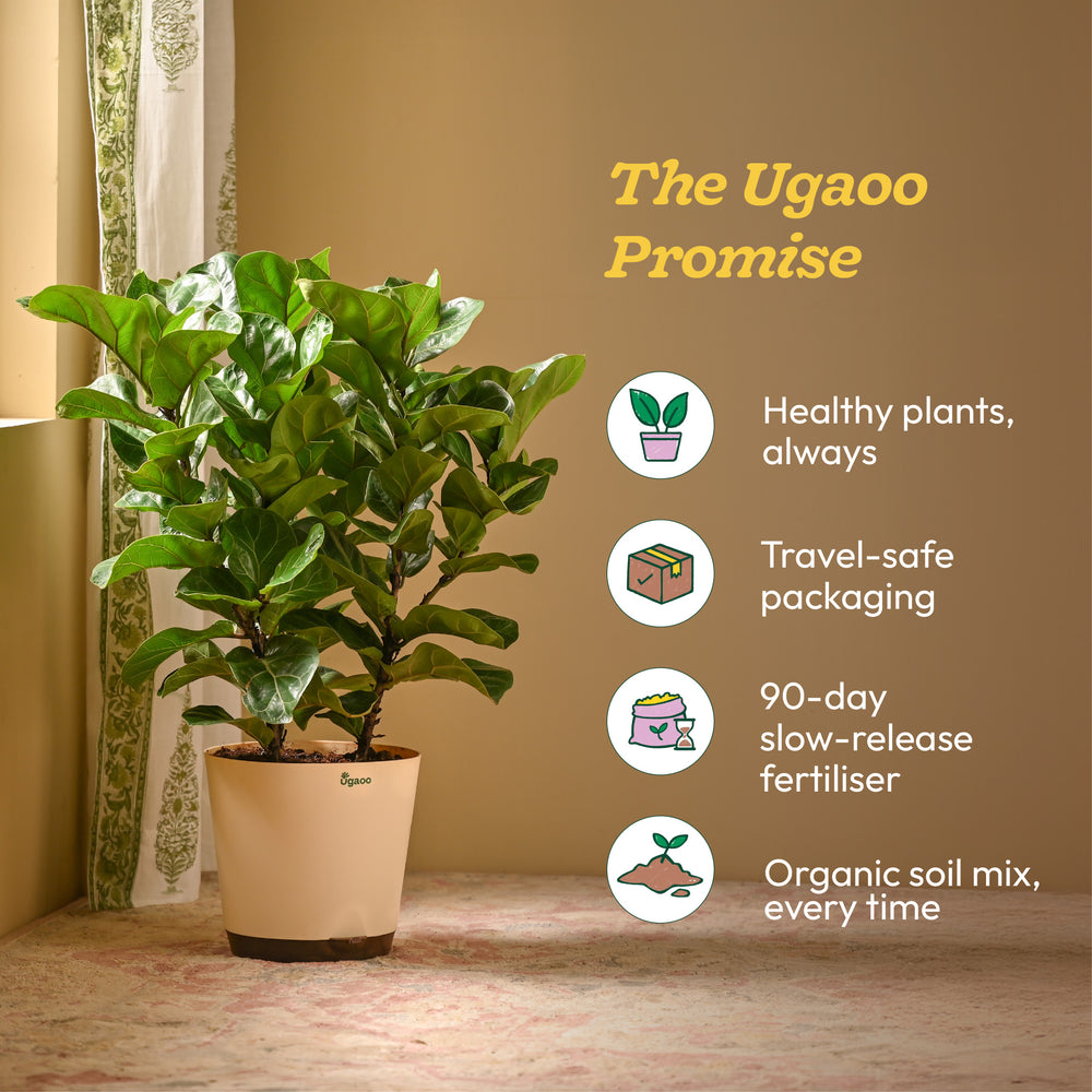 Ficus Lyrata Bambino -XL