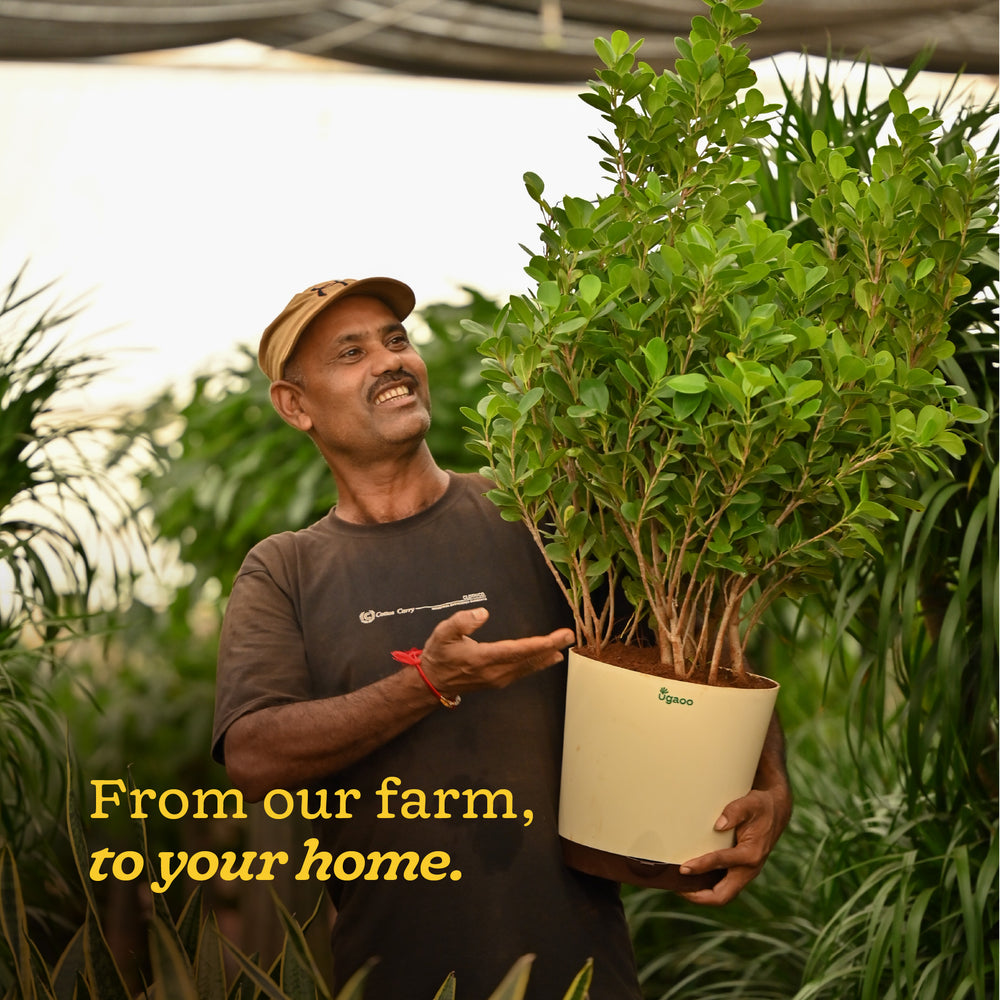Ficus Moclame Plant - XL