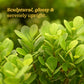 Ficus Moclame Plant - XL