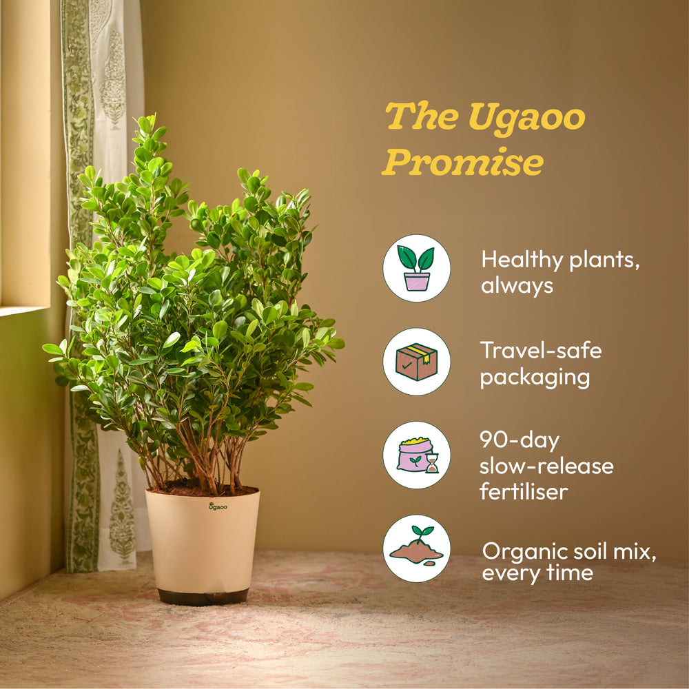 Ficus Moclame Plant - XL