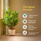 Ficus Moclame Plant - XL