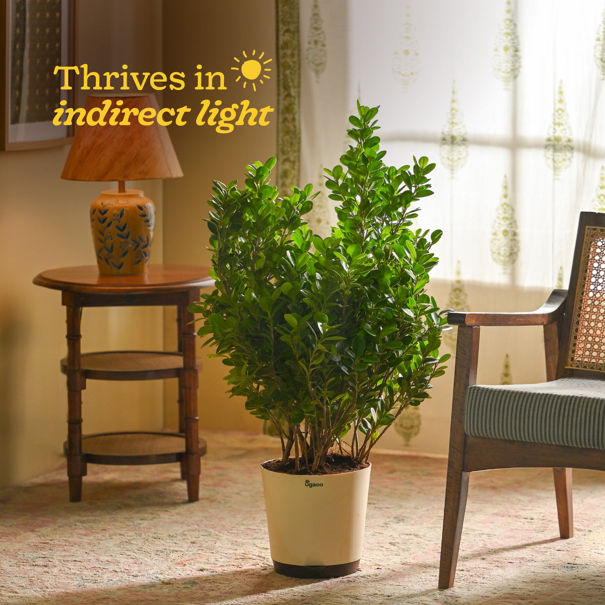 Ficus Moclame Plant - XL