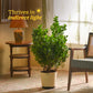 Ficus Moclame Plant - XL