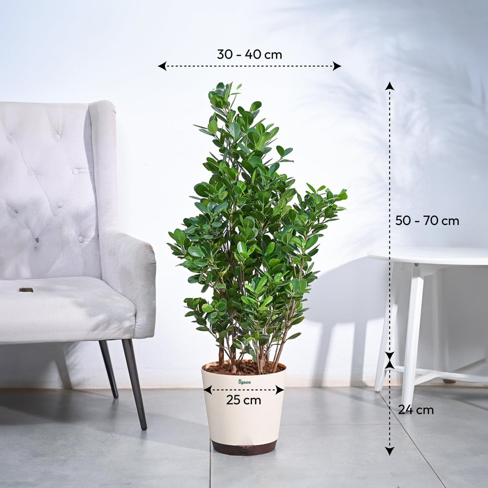 Ficus Moclame Plant - XL