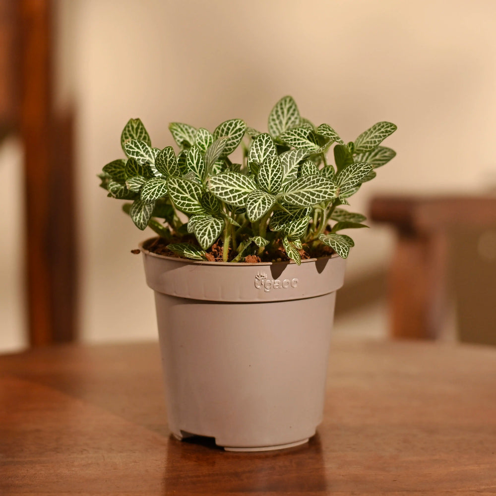Fittonia Green Plant (Nerve Plant)