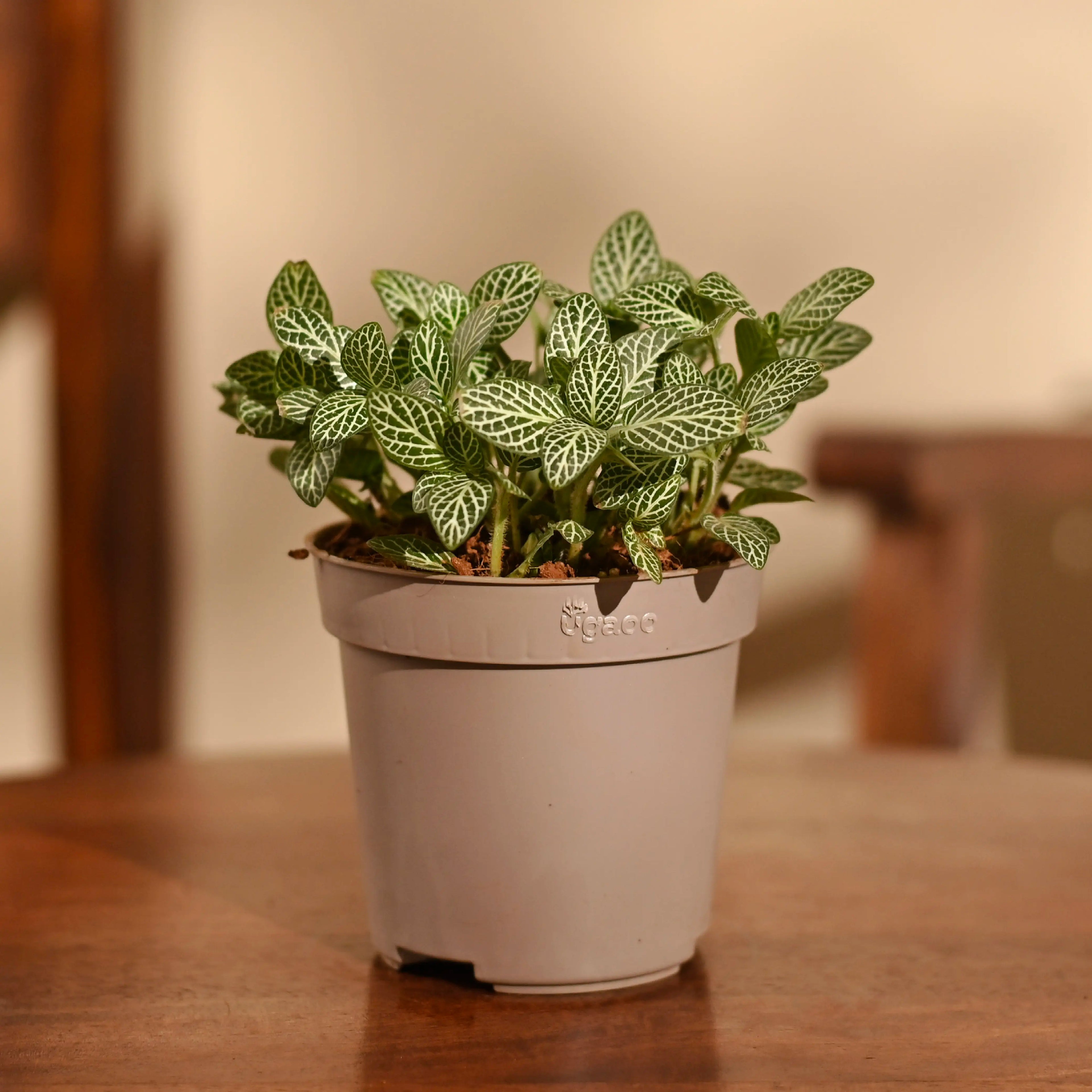 Fittonia Green Plant (Nerve Plant)