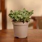Fittonia Green Plant (Nerve Plant)