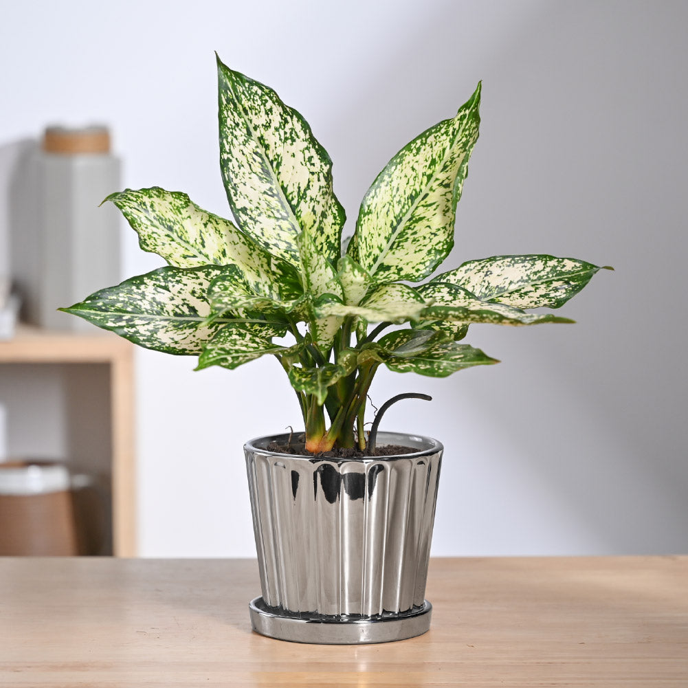 Fluted Silver-Gold Ceramic Plant Pot with Saucer | Ugaoo