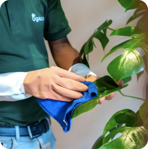 Potted-Exotic Garden Care