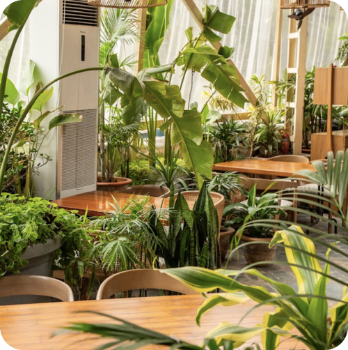 Indoor Plant Styling