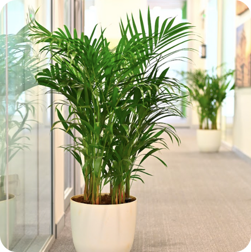 Corporate Plant Rentals