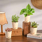 Living Room Decor Plants Bundle