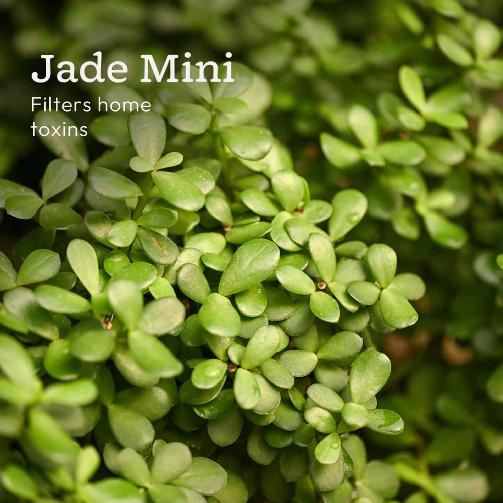 Living Room Decor Plants Bundle