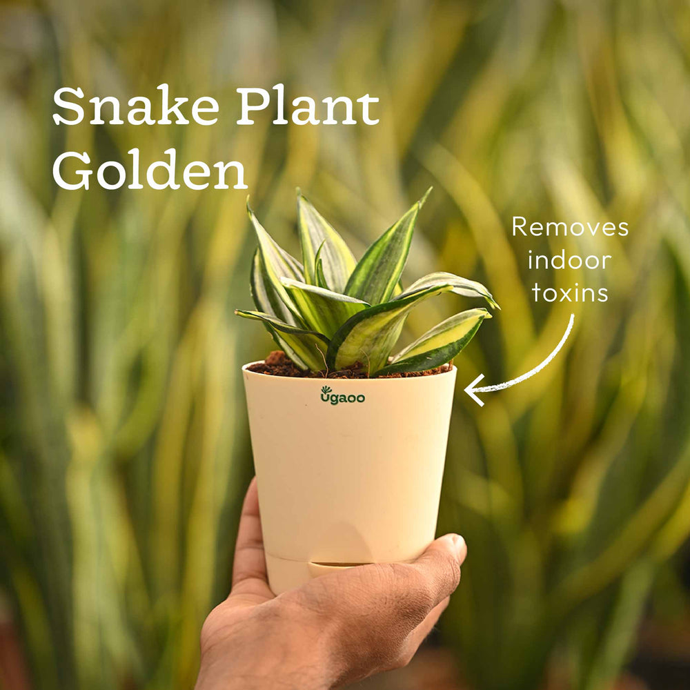 Living Room Decor Plants Bundle