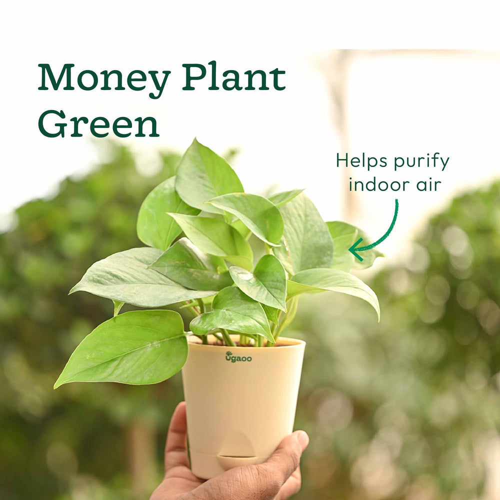 Living Room Decor Plants Bundle