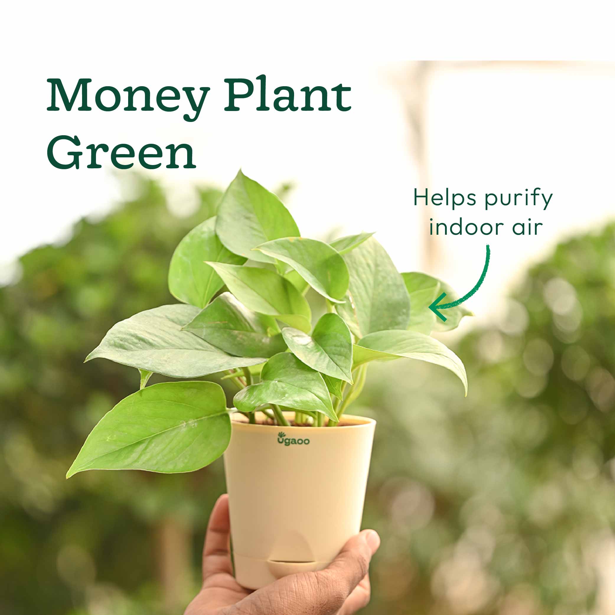 Living Room Decor Plants Bundle