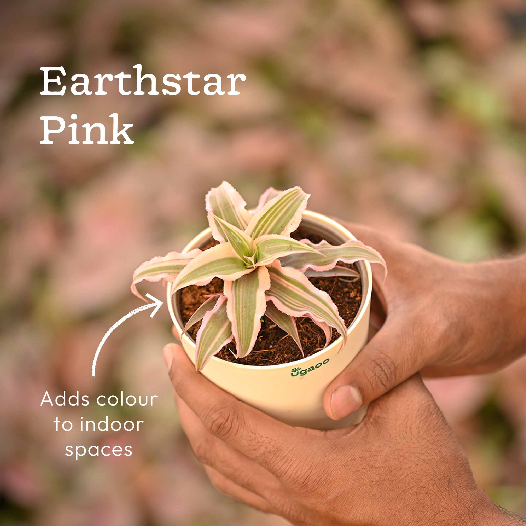 Living Room Decor Plants Bundle