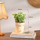 Living Room Decor Plants Bundle