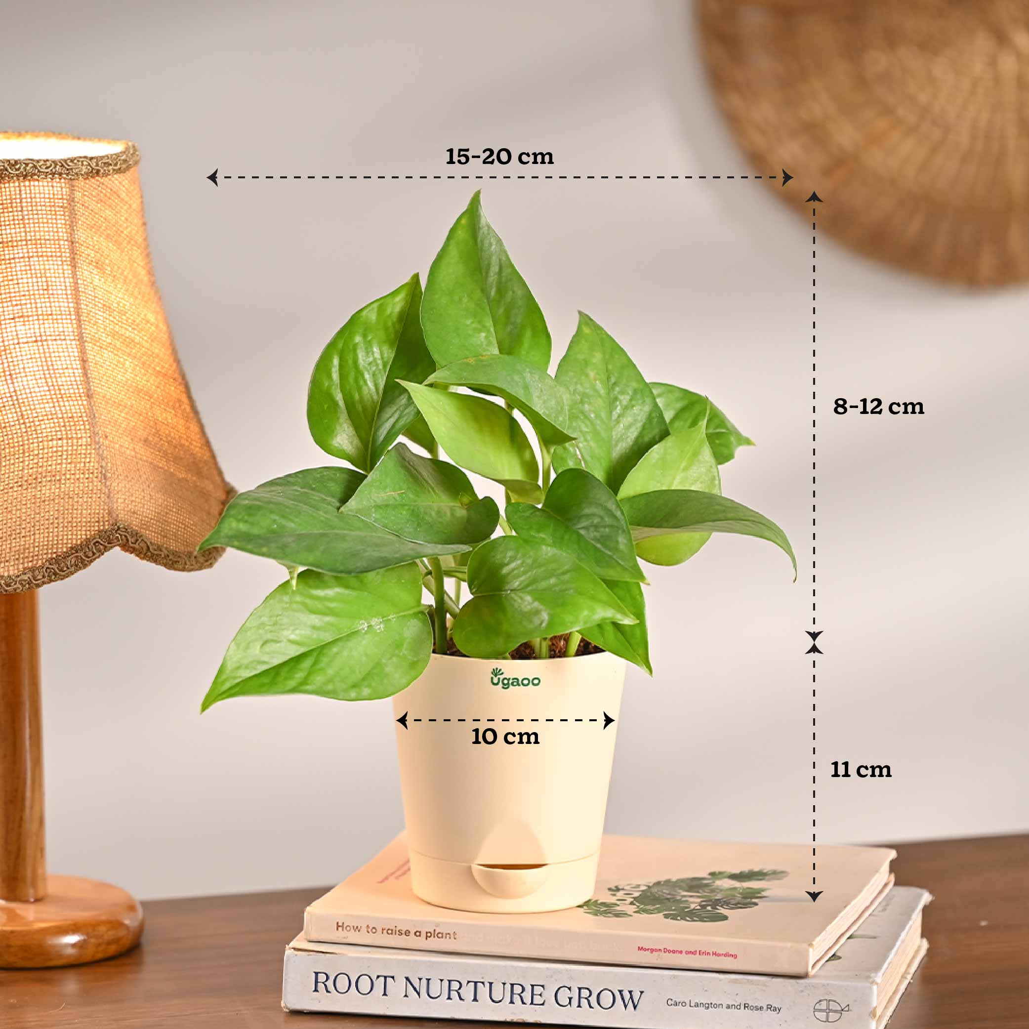 Living Room Decor Plants Bundle