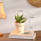 Living Room Decor Plants Bundle