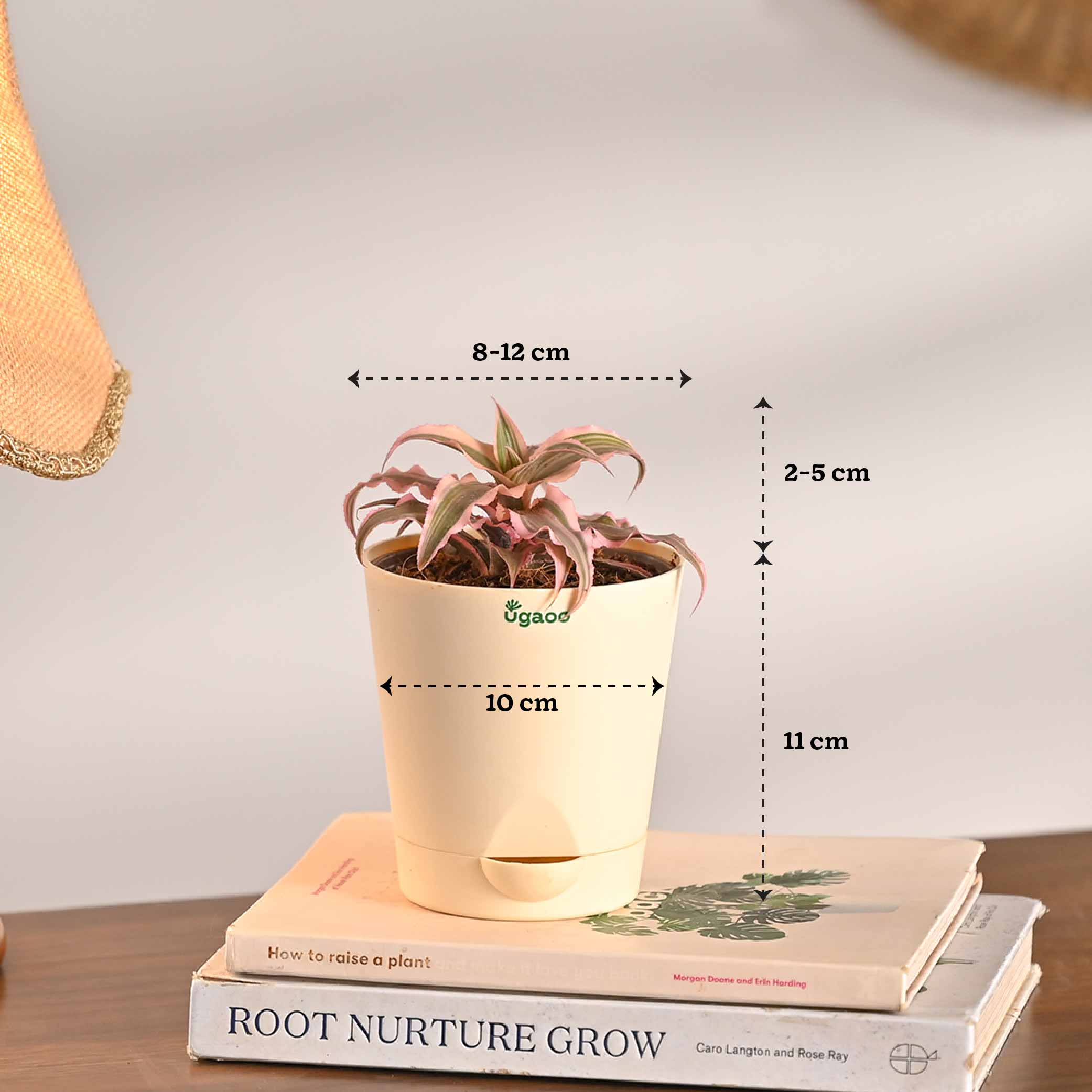 Living Room Decor Plants Bundle