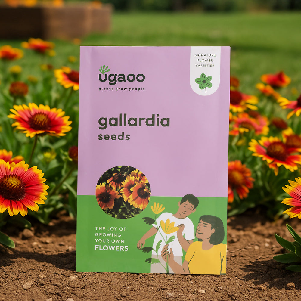 Gaillardia Seeds – Ugaoo