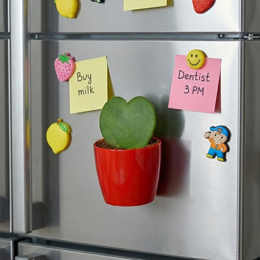 Heart Hoya Plant - Valentine Special