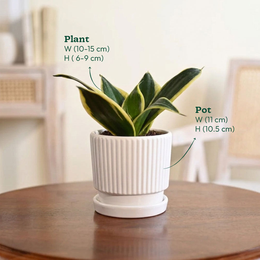 NUPL0065RWT,NUPL0065RGR,NUPL0065RMJ,NUPL0065RCB,NUPL0065RPC