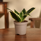 Snake Plant - Golden