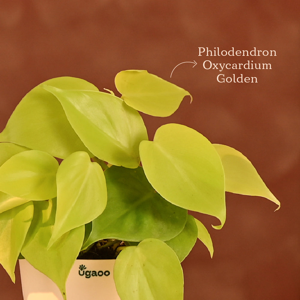 NUPLD059