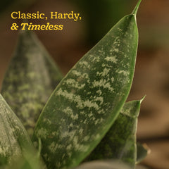 Snake Plant - Green