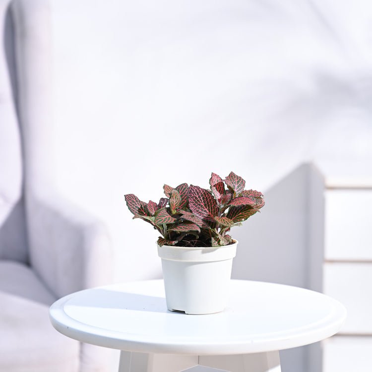 Fittonia_Pink_Plant_NUPL0299_Ivory