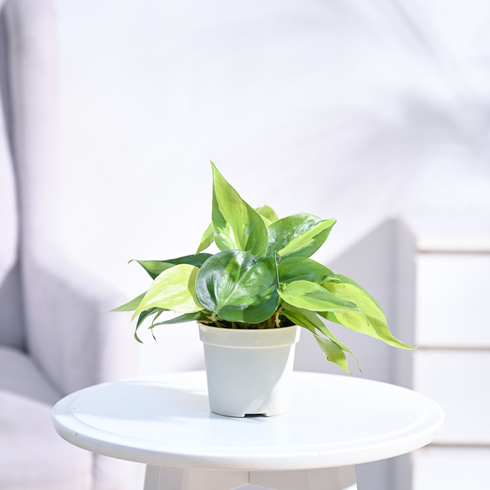 brasil philodendron white flowers Buy Premium Philodendron Brasil plant