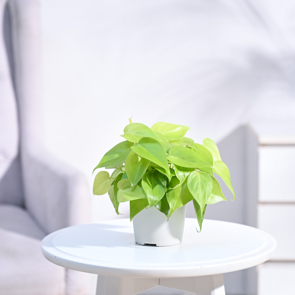 philodendron oxygen Buy Air-Purifying Philodendron Oxycardium Golden Plant