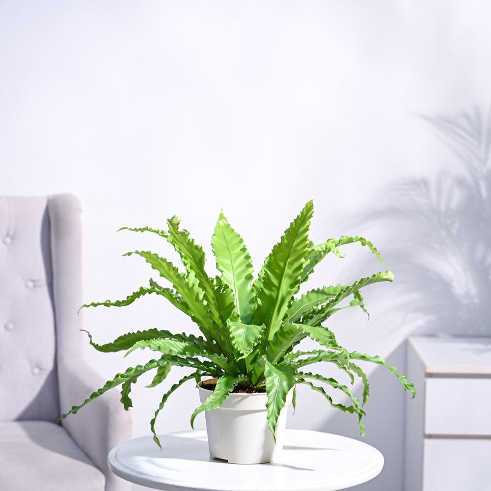 bird's nest fern osaka Osaka Bird Nest Fern – Ugaoo