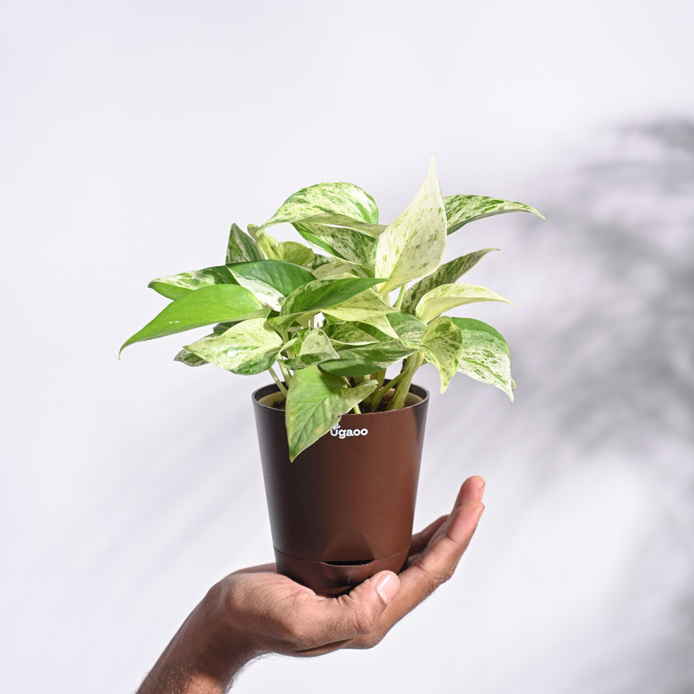 marvel money plant Get Money Plant Marble