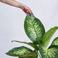 Dieffenbachia Tropic Snow Plant - XL