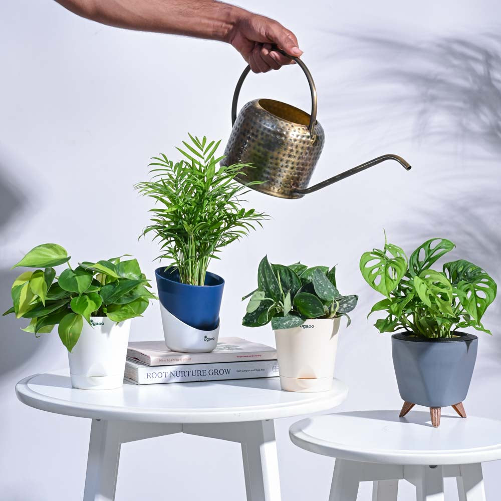 ugaoo indoor plants india Tropical Wonder Indoor Plant Bundle – Ugaoo