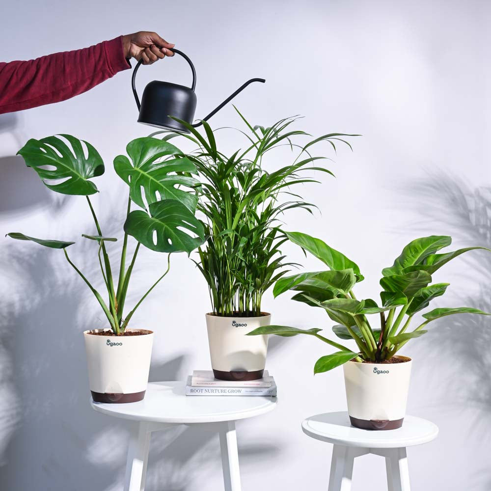 indoor urban jungle plants Urban Jungle Indoor Plant Bundle – Ugaoo