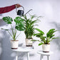 Urban Jungle Indoor Plant Bundle