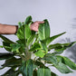 Aglaonema Ice Plant - XL