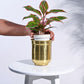 Aurelian Cylindrical Planter