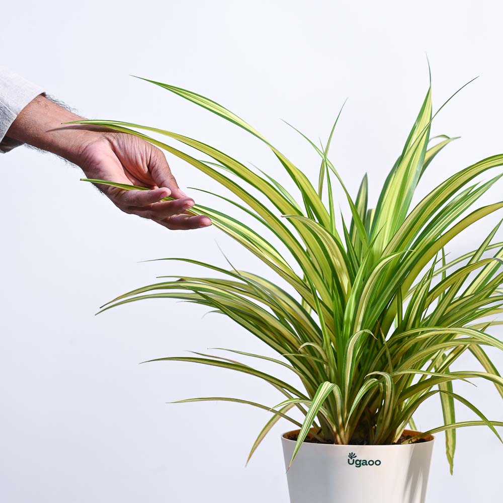 indoor pandan plant Pandanus Plant – Ugaoo