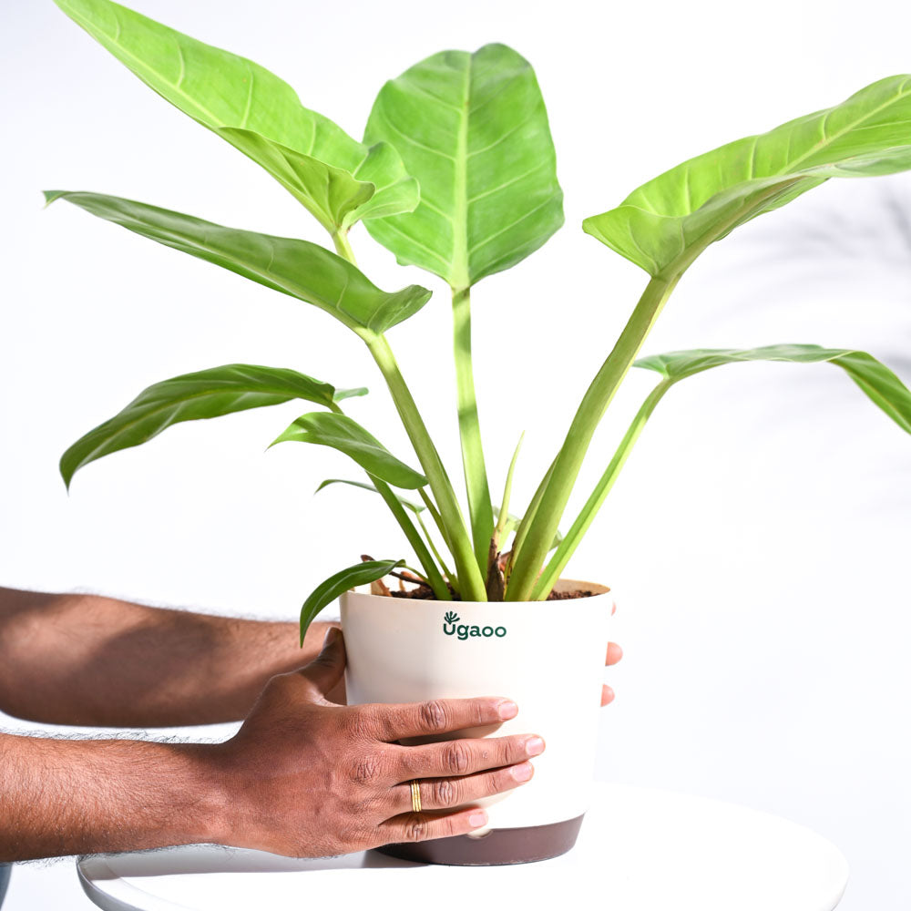 philodendron melinonii for sale Philodendron Melinonii Golden