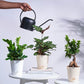 Green Oasis Indoor Plant Bundle