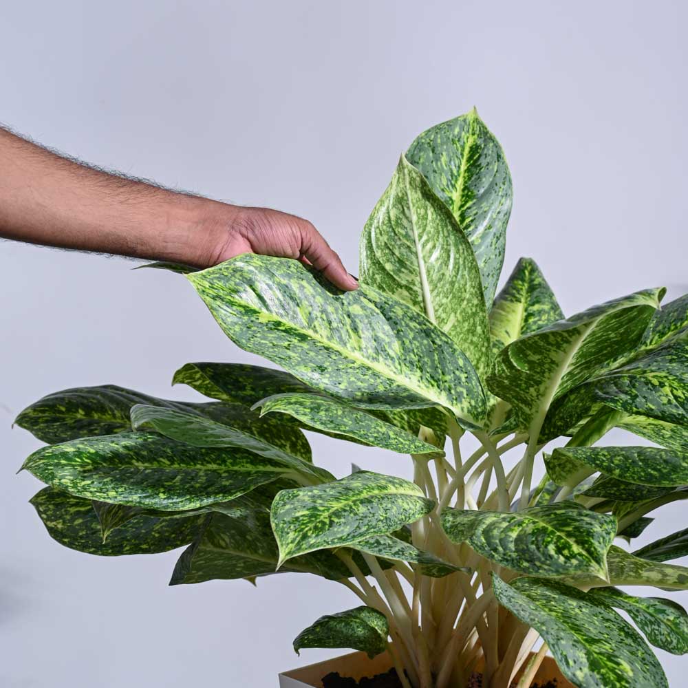 aglaonema mariposa Buy Aglaonema Butterfly Plant XL Plant: Elevate Your Space with Elegance – Ugaoo