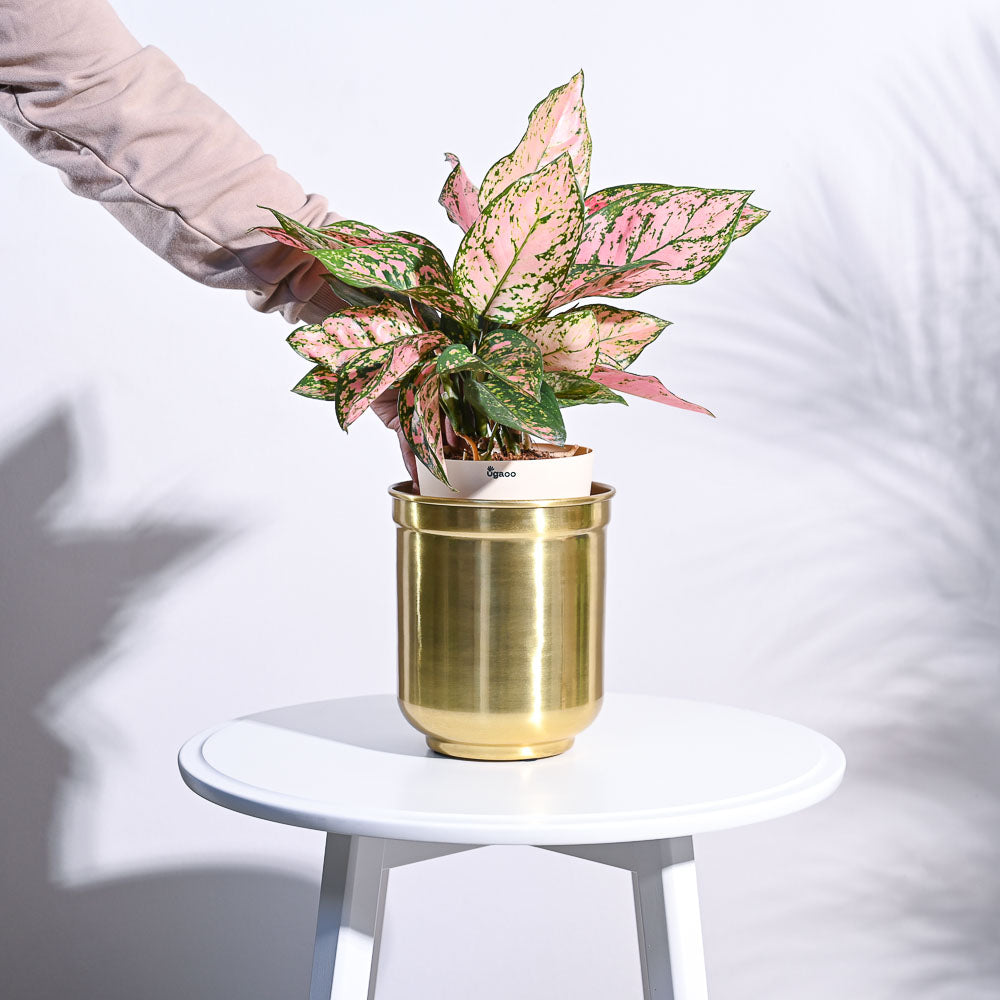 Aurelian Cylindrical Planter