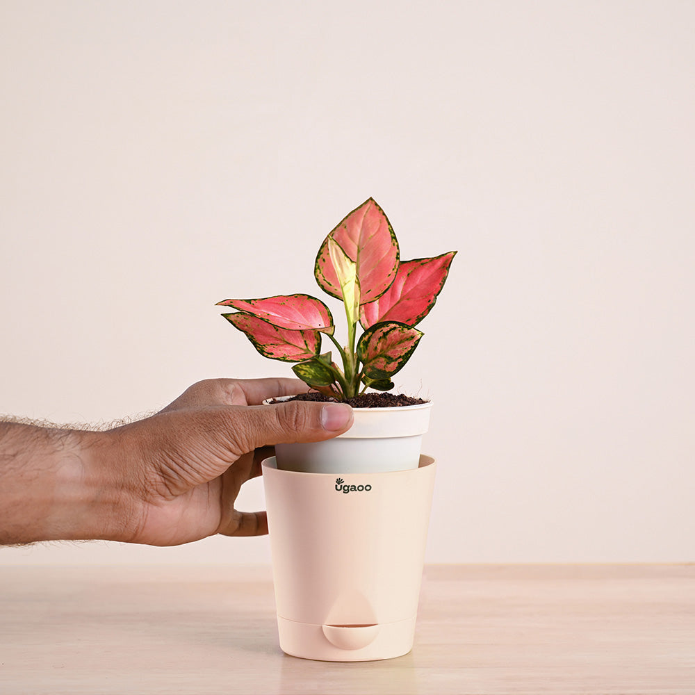 aglaonema self watering pot Buy Aglaonema Pink Beauty: Elegant Indoor Plant for Your Home – Ugaoo